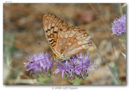 Image of Adiaste Fritillary