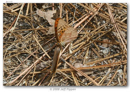 Image of Adiaste Fritillary