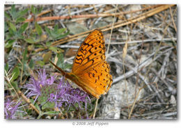 Image of Adiaste Fritillary