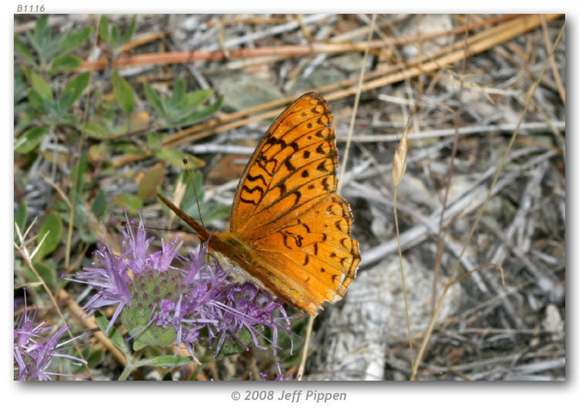 Image of Adiaste Fritillary