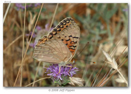 Image of Adiaste Fritillary