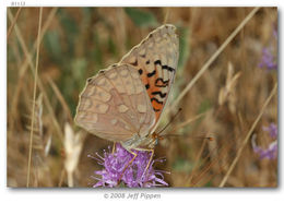 Image of Adiaste Fritillary