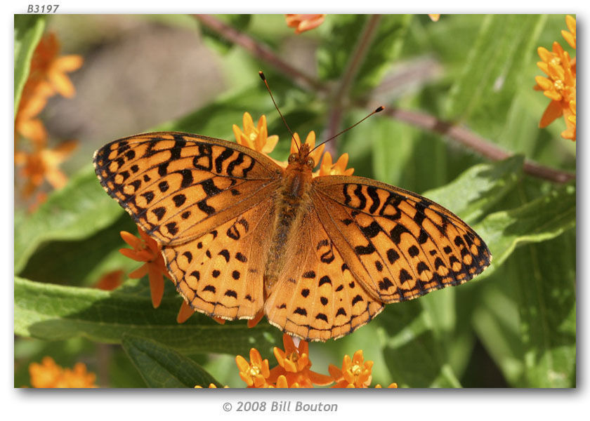 Image of Aphrodite Fritillary