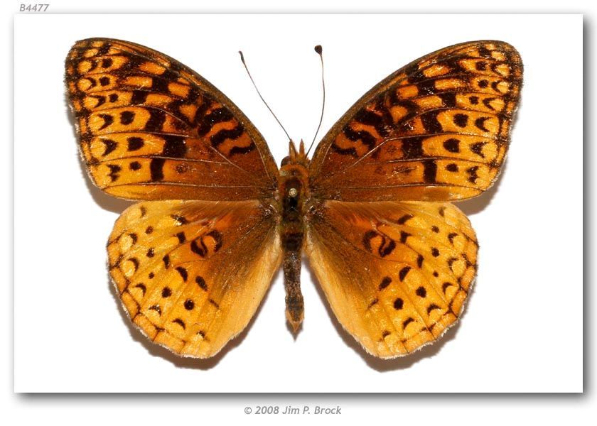 Image of Aphrodite Fritillary