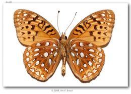 Image of Aphrodite Fritillary