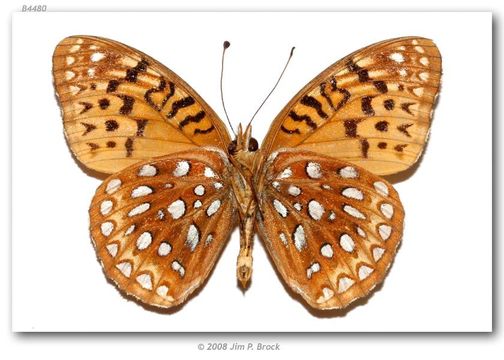 Image of Aphrodite Fritillary