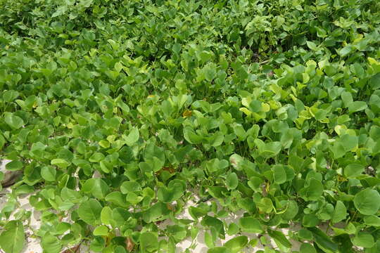 Ipomoea pes-caprae (L.) R. Brown resmi