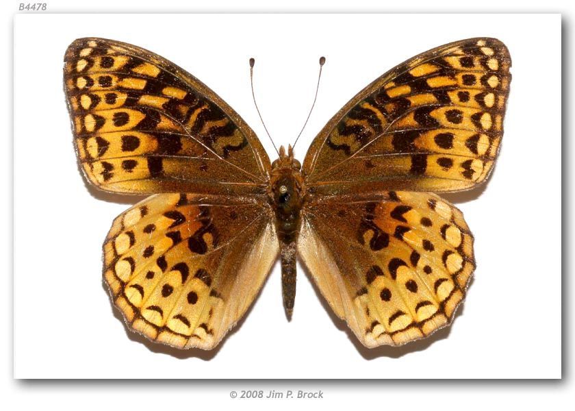 Image of Aphrodite Fritillary