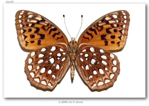 Image of Aphrodite Fritillary