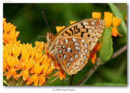 Image of Aphrodite Fritillary