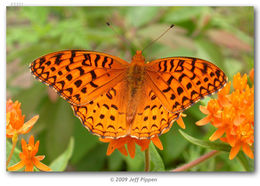 Image of Aphrodite Fritillary