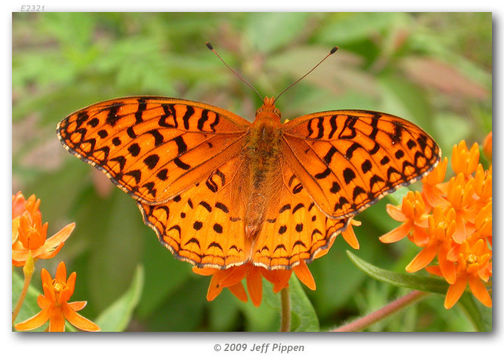 Image of Aphrodite Fritillary