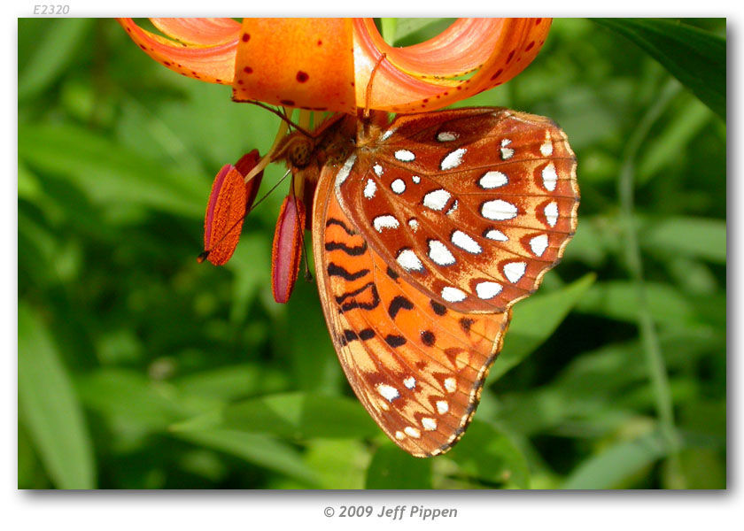 Image of Aphrodite Fritillary