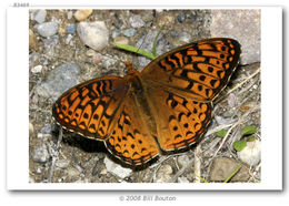 Image of Atlantis Fritillary