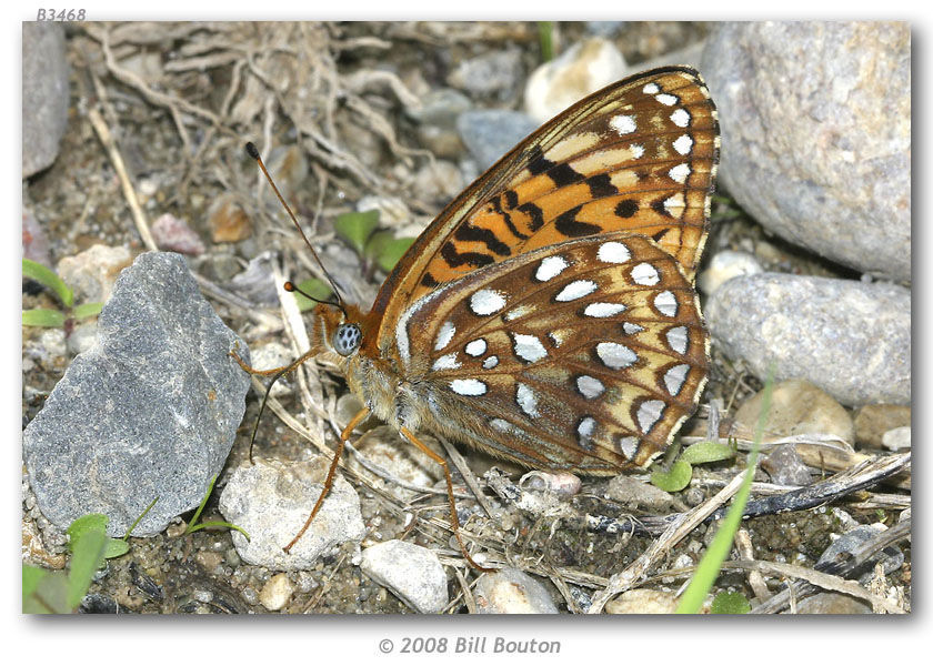 Image of Atlantis Fritillary