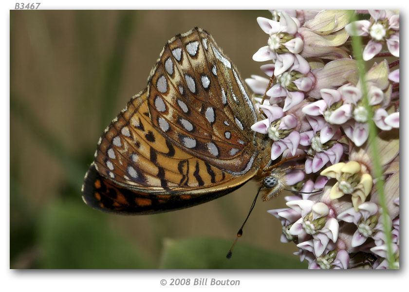 Image of Atlantis Fritillary