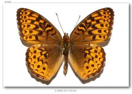 Image of Atlantis Fritillary