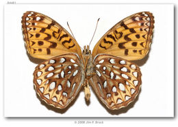 Image of Atlantis Fritillary