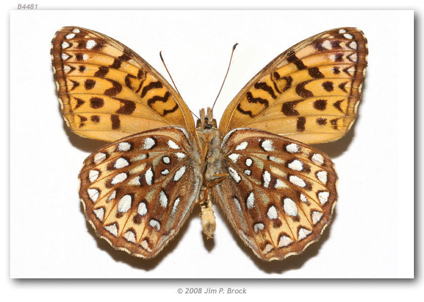 Image of Atlantis Fritillary