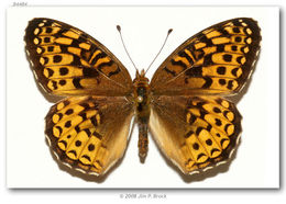 Image of Atlantis Fritillary