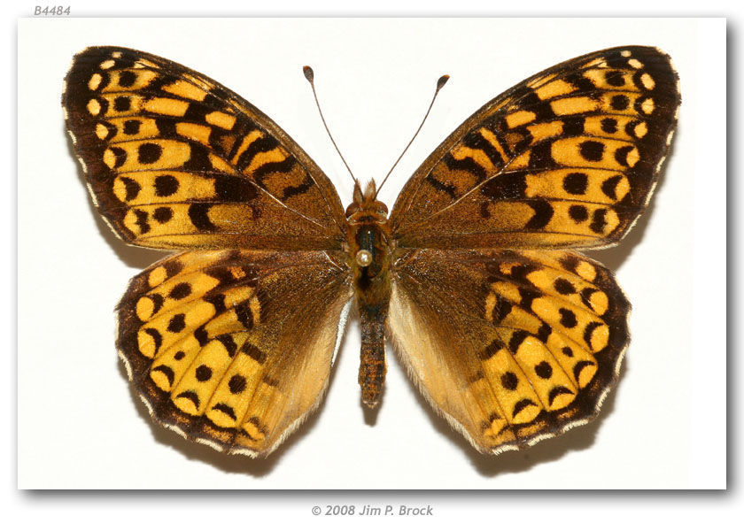 Image of Atlantis Fritillary