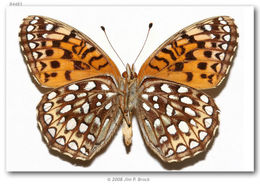 Image of Atlantis Fritillary