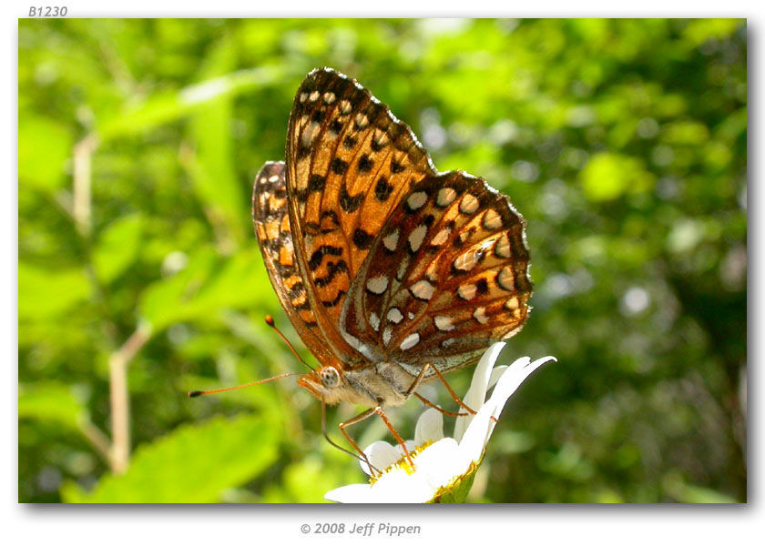 Image of Atlantis Fritillary