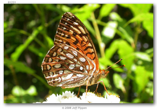 Image of Atlantis Fritillary