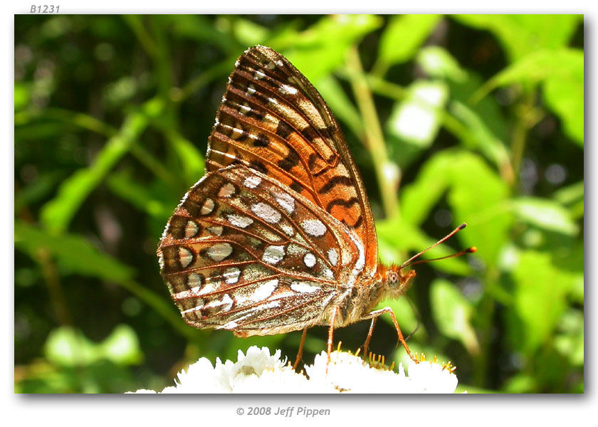 Image of Atlantis Fritillary