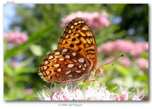 Image of Atlantis Fritillary