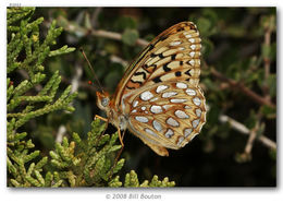 Image of Callippe Fritillary