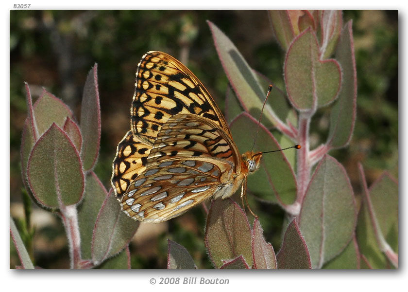 Image of Callippe Fritillary