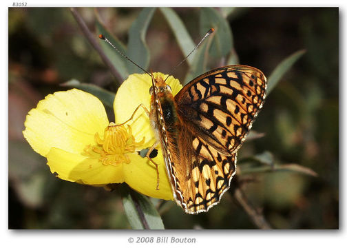 صورة Speyeria callippe Boisduval 1852