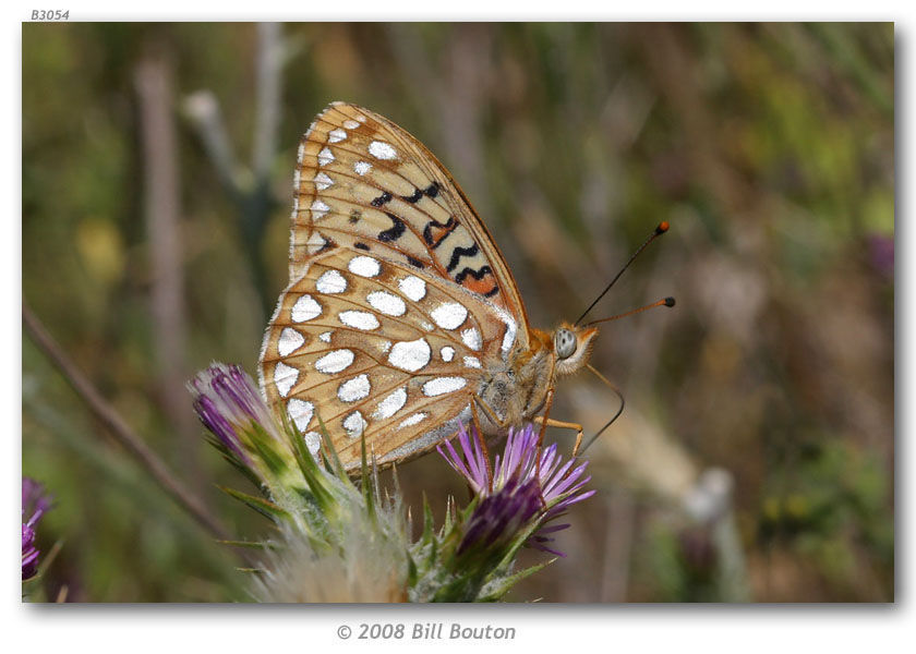 Image of Callippe Fritillary