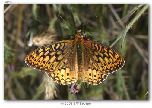 صورة Speyeria callippe Boisduval 1852