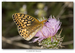 Image of Callippe Fritillary