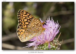 Image of Callippe Fritillary