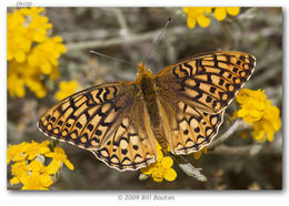 Image of Callippe Fritillary