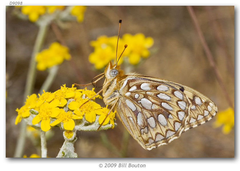 Image of Callippe Fritillary