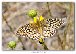 Image of Callippe Fritillary