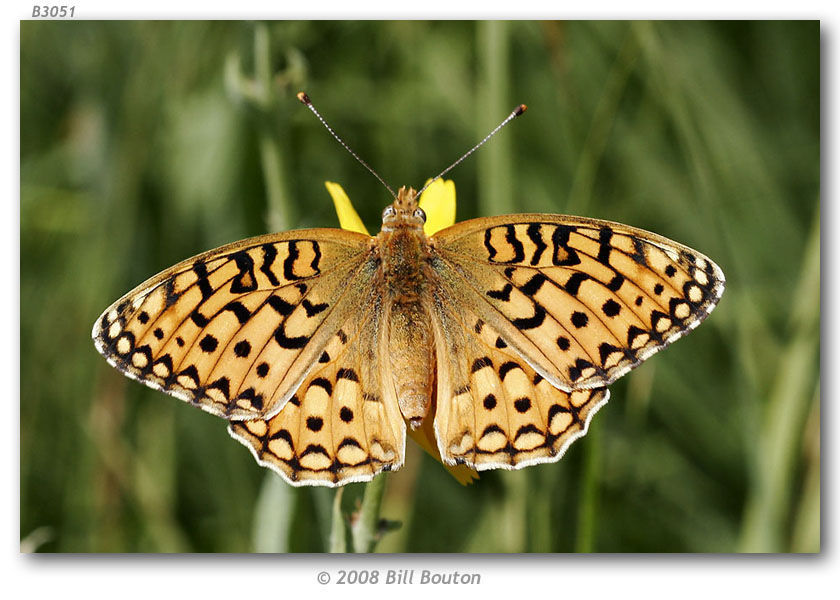 Image of Callippe Fritillary