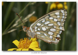 Image of Callippe Fritillary