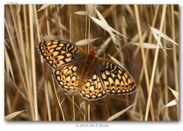 صورة Speyeria callippe Boisduval 1852