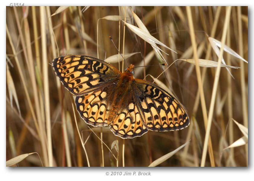 صورة Speyeria callippe Boisduval 1852