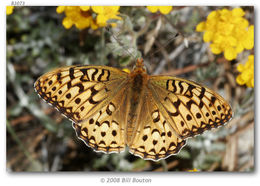 صورة Speyeria coronis Behr 1862