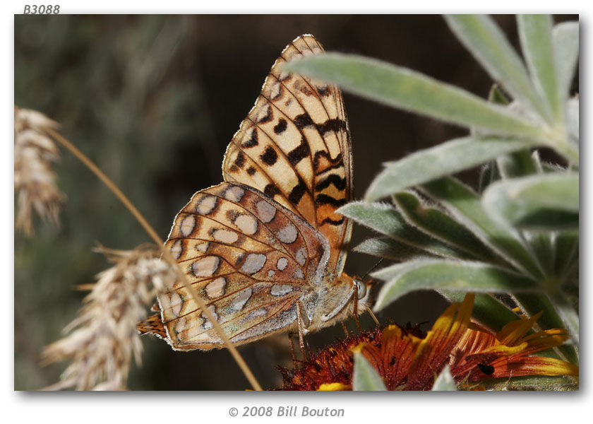 صورة Speyeria coronis Behr 1862