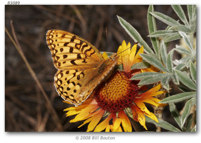 صورة Speyeria coronis Behr 1862