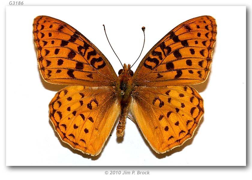 صورة Speyeria coronis Behr 1862