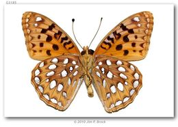 صورة Speyeria coronis Behr 1862