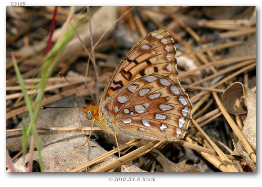 صورة Speyeria coronis Behr 1862